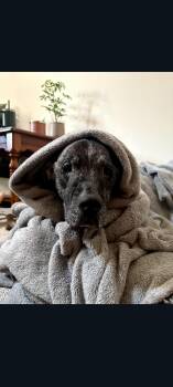 Great Dane Dogs Available for Adoption - Rio | PetCurious