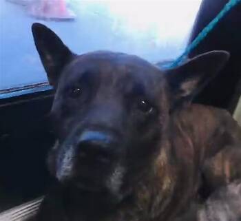 Pit Bull Terrier and Mixed Breed Dogs Available for Adoption in Tulsa, Oklahoma - INDIE | PetCurious
