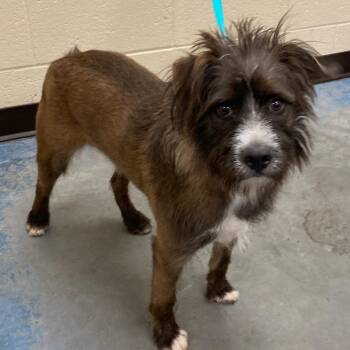 Mixed Breed Dogs Available for Adoption - FRAGGLE ROCK | PetCurious