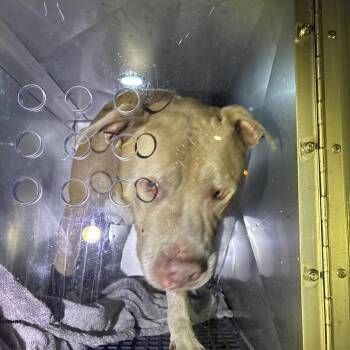 Wellington -  Mixed Breed Dog for Adoption in Philadelphia, Pennsylvania - Wellington | PetCurious