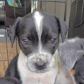 Dalmatian Dogs Available for Adoption in Dallas, Texas - Bob | PetCurious