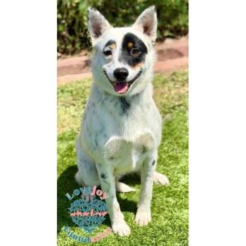 Australian Cattle Dog Blue Heeler Dogs Available for Adoption in Inglewood, California - Bandit COH | PetCurious