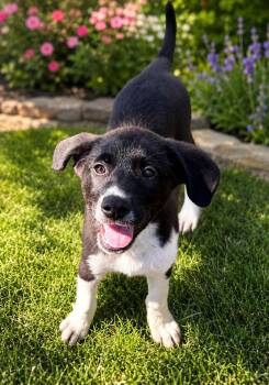 Alyssum -  Labrador Retriever and Border Collie Dog for Adoption in Sanford, North Carolina - Alyssum | PetCurious
