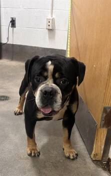 ENSTEIN -  American Bulldog Dog for Adoption - ENSTEIN | PetCurious