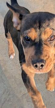 Rider -  Dachshund Dog for Adoption in Tucson, Arizona - Rider | PetCurious