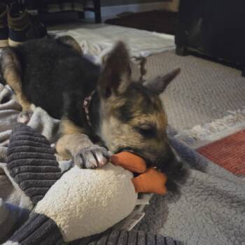 Crumpet -  Mixed Breed Dog for Adoption in Buffalo, Minnesota - Crumpet | PetCurious