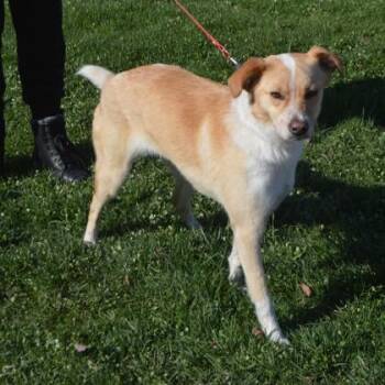 Cocker Spaniel and Labrador Retriever Dogs Available for Adoption in Elk Grove Village, Illinois - Goldie | PetCurious