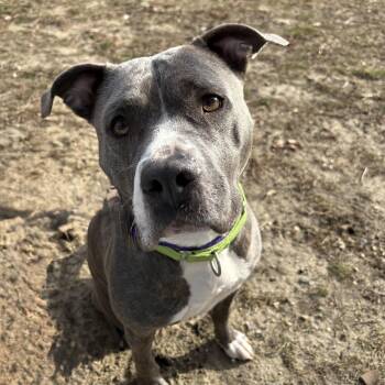 Pit Bull Terrier Dogs Available for Adoption - Marla | PetCurious