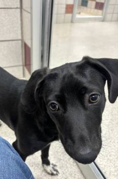 Rescue Mixed Breed Dogs for Adoption in Houston, Texas - BANDIT | PetCurious