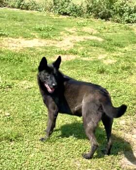 Rescue Dutch Shepherd Dogs for Adoption in Tunica, Mississippi - Mela | PetCurious