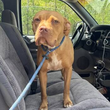 Pit Bull Terrier Dogs Available for Adoption in Columbus, North Carolina - Cici | PetCurious