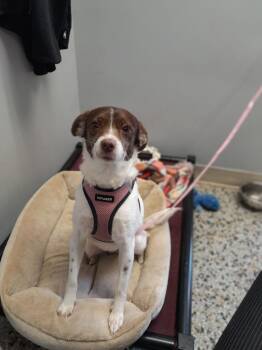 Rescue Rat Terrier Dogs for Adoption in Jacksonville, Florida - Maya | PetCurious