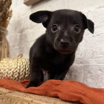 Jerry -  Chihuahua and Dachshund Dog for Adoption in Baton Rouge, Louisiana - Jerry | PetCurious