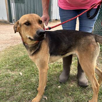 German Shepherd Dog Dogs Available for Adoption in Houston, Texas - Ryder | PetCurious