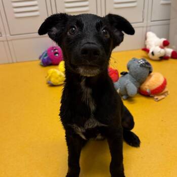 Snoop-63375 -  Shepherd and Mixed Breed Dog for Adoption in Bend, Oregon - Snoop-63375 | PetCurious