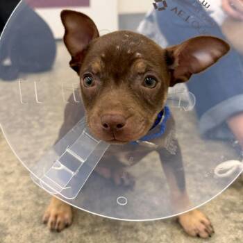 Kentucky Blue -  Chihuahua and Pit Bull Terrier Dog for Adoption in Woodinville, Washington - Kentucky Blue | PetCurious