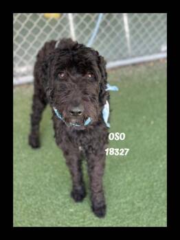 Labradoodle Dogs Available for Adoption in Marietta, Georgia - OSO | PetCurious