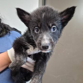 Muno -  Shepherd and Terrier Dog for Adoption in Cleveland, Mississippi - Muno | PetCurious