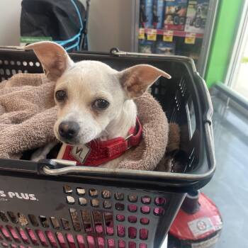 Rescue Chihuahua and Chiweenie Dogs for Adoption in Shorewood, Illinois - Fraiser | PetCurious