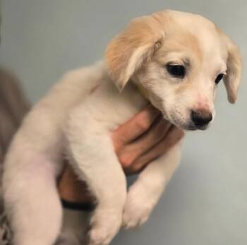 Lorenzo -  Golden Retriever and Labrador Retriever Dog for Adoption in Aiken, South Carolina - Lorenzo | PetCurious