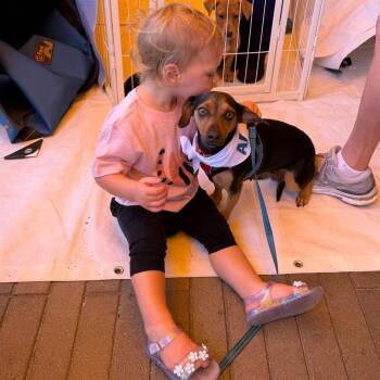 Dachshund Dogs Available for Adoption in San Diego, California - Roxie | PetCurious