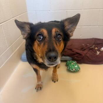 Kie -  Mixed Breed Dog for Adoption in Winston-salem, North Carolina - Kie | PetCurious
