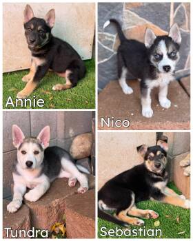 Husky and Shepherd Dogs Available for Adoption in Glendale, Arizona - Husky Shepherd Litter | PetCurious