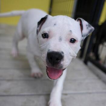 Cruise -  Mixed Breed Dog for Adoption in Bradenton, Florida - Cruise | PetCurious