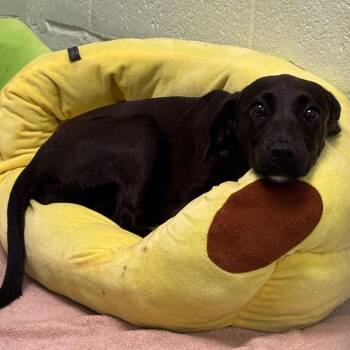 Matilda -  Black Labrador Retriever and Mixed Breed Dog for Adoption in West Palm Beach, Florida - Matilda | PetCurious
