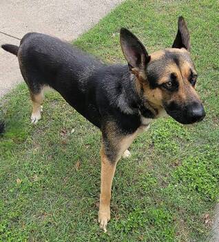 German Shepherd Dog Dogs Available for Adoption in Rowlett, Texas - ARDIYA | PetCurious