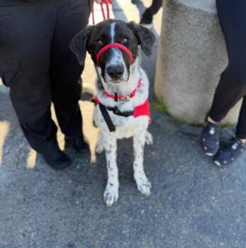 Anatolian Shepherd Dogs Available for Adoption - 25Winter- POB | PetCurious