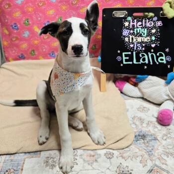 German Shepherd Dog and Mixed Breed Dogs Available for Adoption - Elana | PetCurious