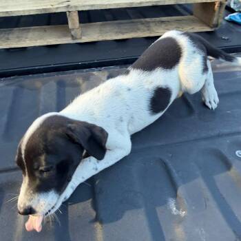 Poppy -  Australian Cattle Dog Blue Heeler and Mixed Breed Dog for Adoption in Pittsburg, Kansas - Poppy | PetCurious