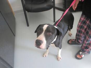 A387440 -  Pit Bull Terrier Dog for Adoption in Ocala, Florida - A387440 | PetCurious