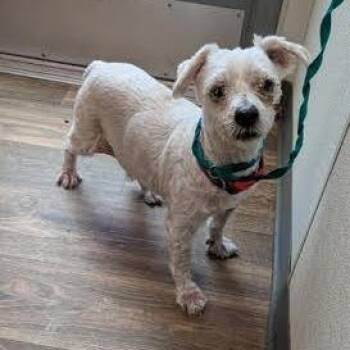 Coconut -  Poodle Dog for Adoption in Ramona, California - Coconut | PetCurious