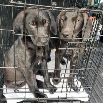Rider -  Black Labrador Retriever and Mixed Breed Dog for Adoption in Brownsboro, Alabama - Rider | PetCurious