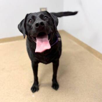 Labrador Retriever Dogs Available for Adoption in Aurora, Colorado - KIKO | PetCurious
