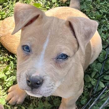 American Staffordshire Terrier and Mixed Breed Dogs Available for Adoption in Cartersville, Georgia - Toffee-Black | PetCurious