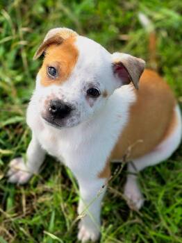 Rescue Terrier Dogs for Adoption in Penryn, California - Temu | PetCurious