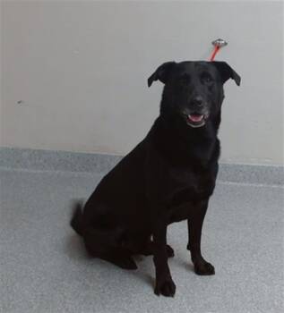 Labrador Retriever and Mixed Breed Dogs Available for Adoption in Pasadena, Texas - A184828 | PetCurious