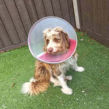 Tank 9256 -  Australian Shepherd and Poodle Dog for Adoption in Loxahatchee Groves, Florida - Tank 9256 | PetCurious