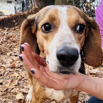Beagle Dogs Available for Adoption - Princess | PetCurious