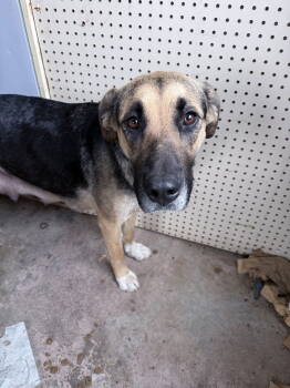 Rescue German Shepherd Dog and Labrador Retriever Dogs for Adoption - Mishka | PetCurious