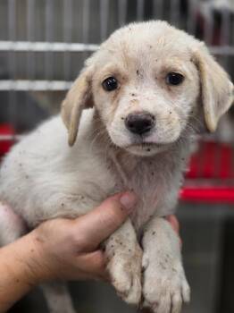 Allie -  Australian Shepherd and Mixed Breed Dog for Adoption in Carthage, Missouri - Allie | PetCurious