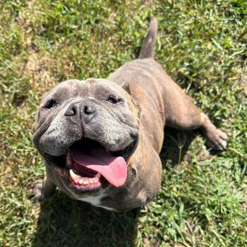 Burt -  English Bulldog and Mixed Breed Dog for Adoption in Wadena, Minnesota - Burt | PetCurious