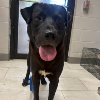 Beaux -  Labrador Retriever Dog for Adoption in Lufkin, Texas - Beaux | PetCurious