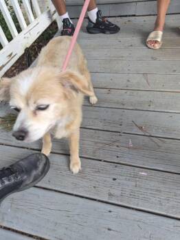 Pen 222 -  Terrier Dog for Adoption in Lawrenceville, Georgia - Pen 222 | PetCurious