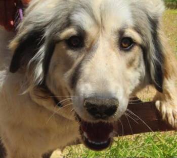 Winter -  Great Pyrenees Dog Available for Adoption in Kingman, Arizona - Winter | PetCurious