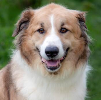 Barnaby -  Great Pyrenees and Australian Shepherd Dog for Adoption in Nashville, Tennessee - Barnaby | PetCurious