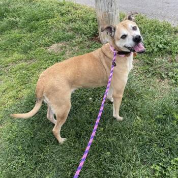 Boxer and Hound Dogs Available for Adoption in Springfield, Missouri - Clara | PetCurious